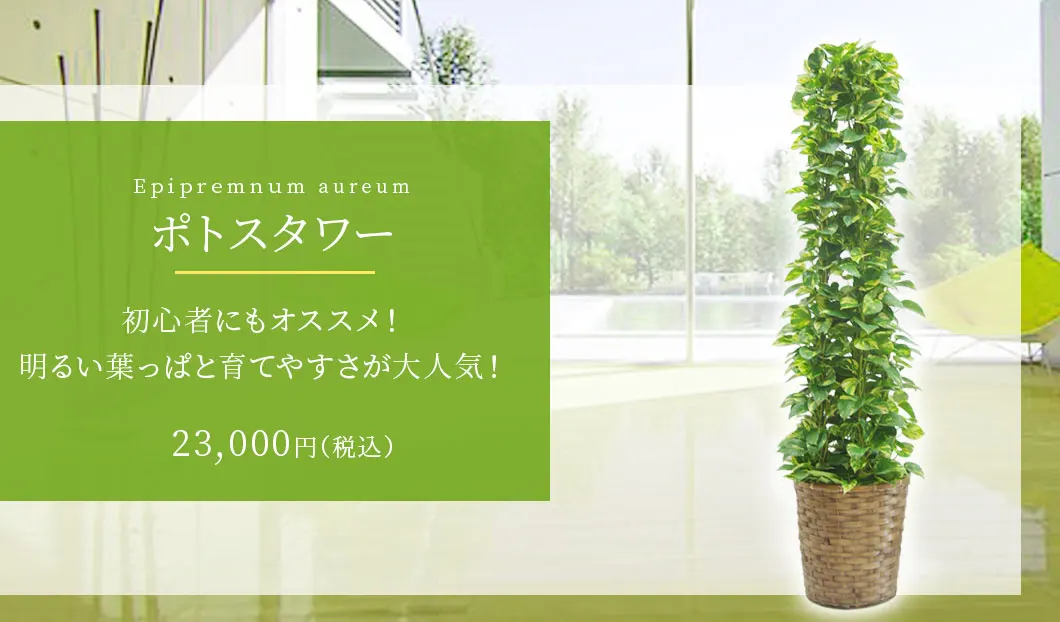 ポトスタワー 観葉植物 23,000円(税込)