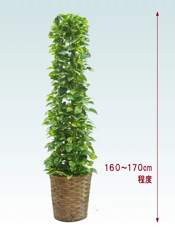 ポトスタワー全体画像