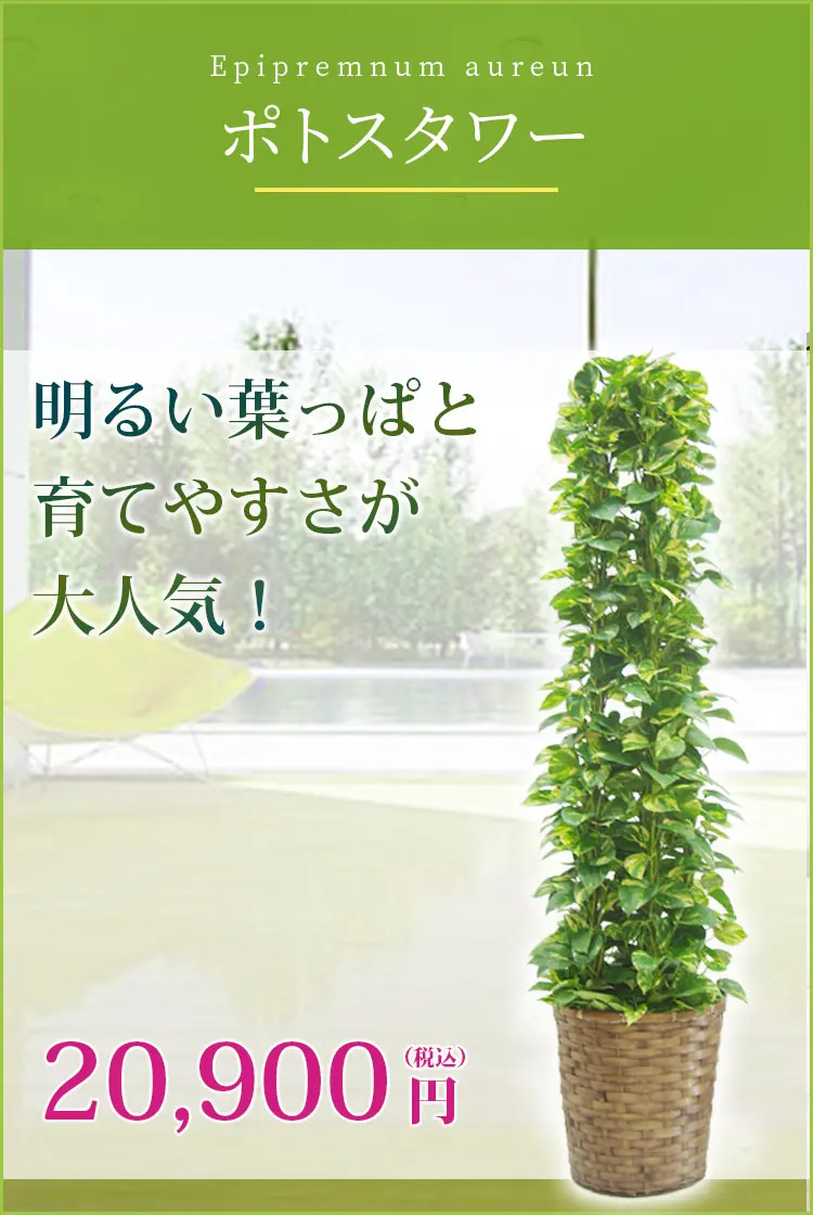 ポトスタワー 観葉植物 19,900円(税込)