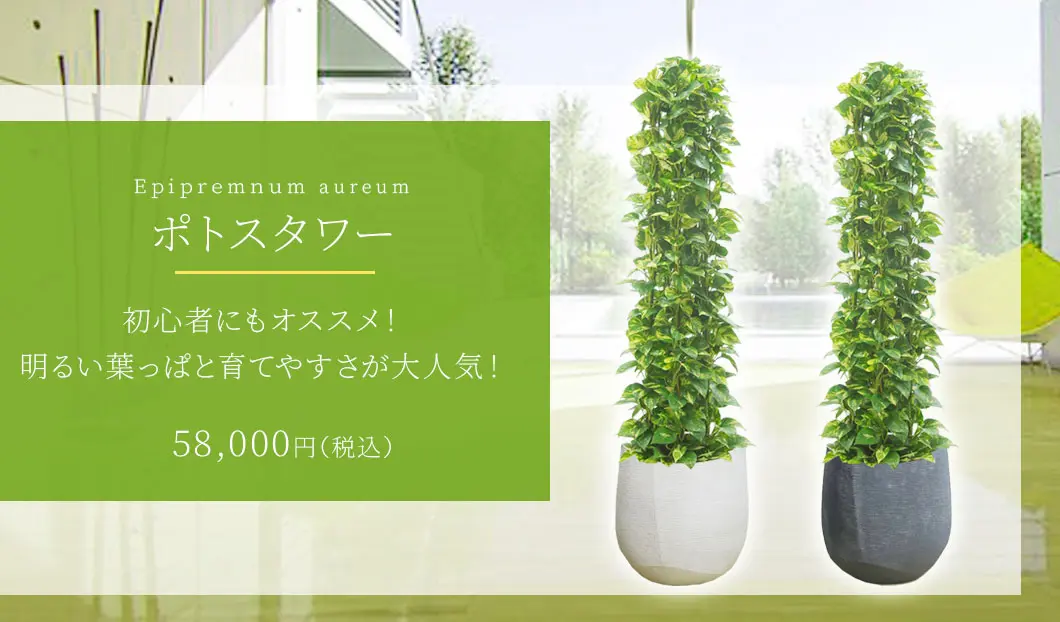 ポトスタワー 観葉植物 58,000円(税込)