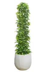 ポトスタワー全体画像