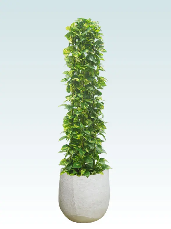 ポトスタワー葉っぱ枝も入った画像