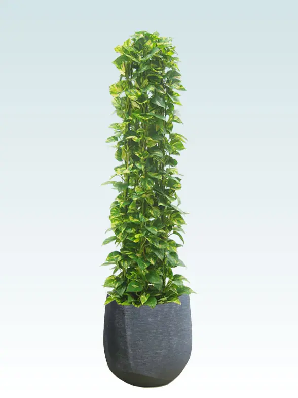 ポトスタワー葉っぱ枝も入った画像