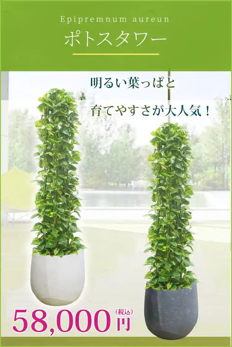 ポトスタワー 観葉植物 58,000円(税込)