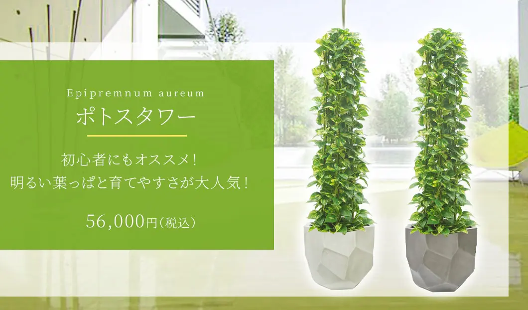 ポトスタワー 観葉植物 56,000円(税込)