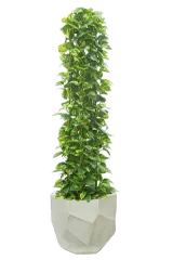 ポトスタワー全体画像