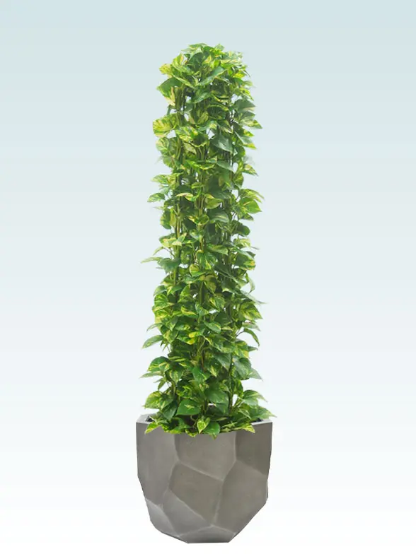 ポトスタワー葉っぱ枝も入った画像