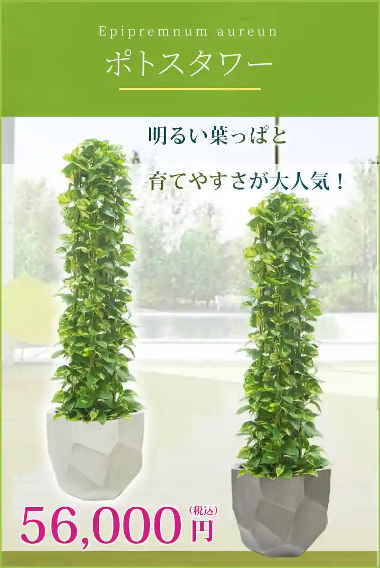 ポトスタワー 観葉植物 56,000円(税込)