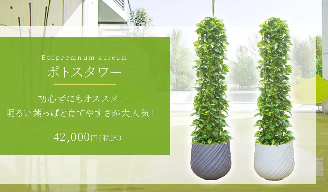 ポトスタワー 観葉植物 42,000円(税込)