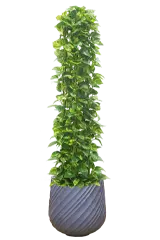 ポトスタワー全体画像