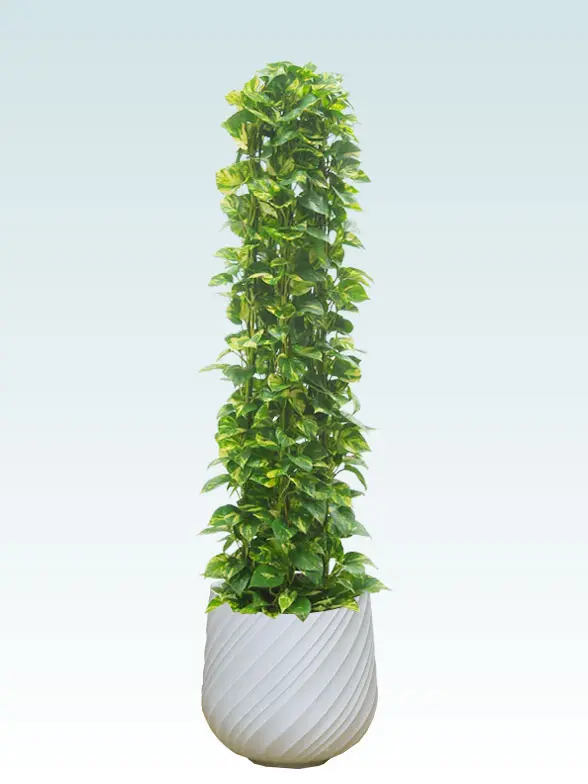 ポトスタワー葉っぱ枝も入った画像