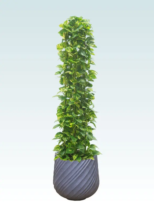 ポトスタワー葉っぱ枝も入った画像