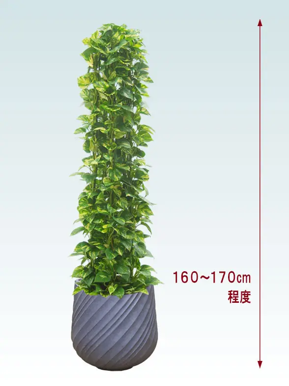 ポトスタワー全体画像