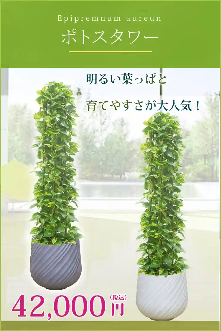 ポトスタワー 観葉植物 42,000円(税込)