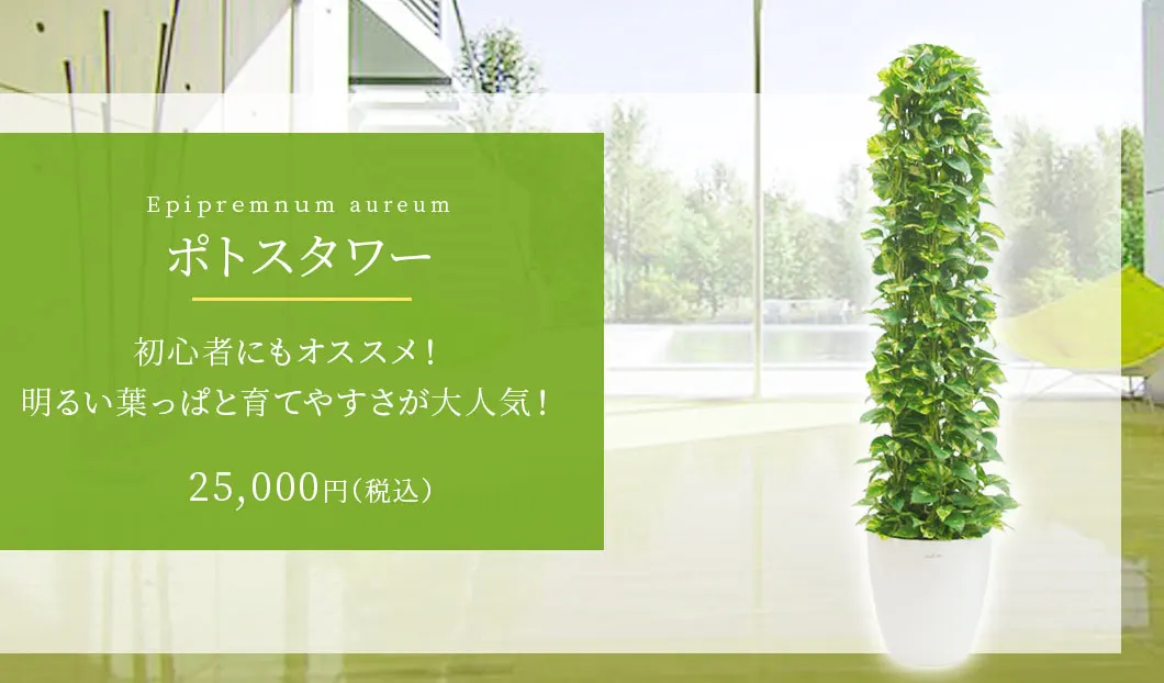 ポトスタワー 観葉植物 21,900円(税込)