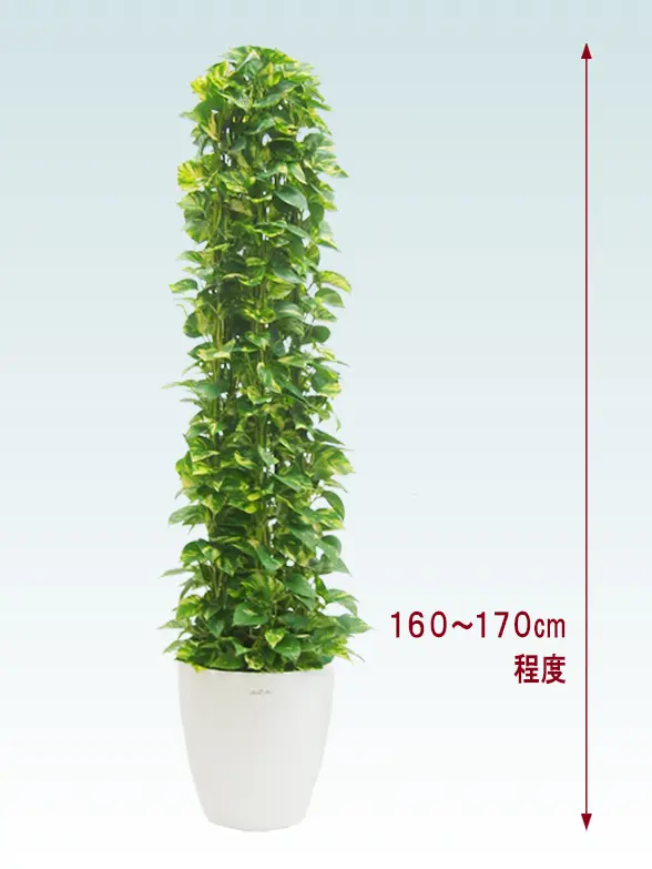 ポトスタワー全体画像