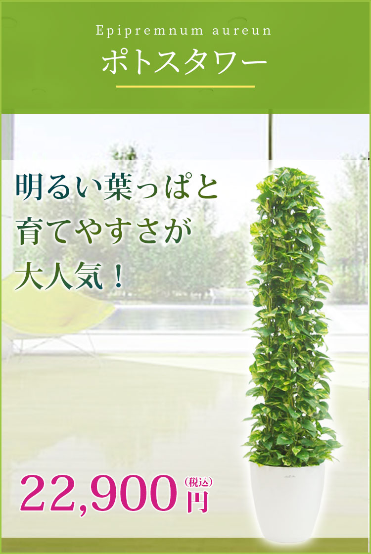 ポトスタワー ラスターポット付 Lサイズ 観葉植物の販売 通販の観葉植物のオアシス