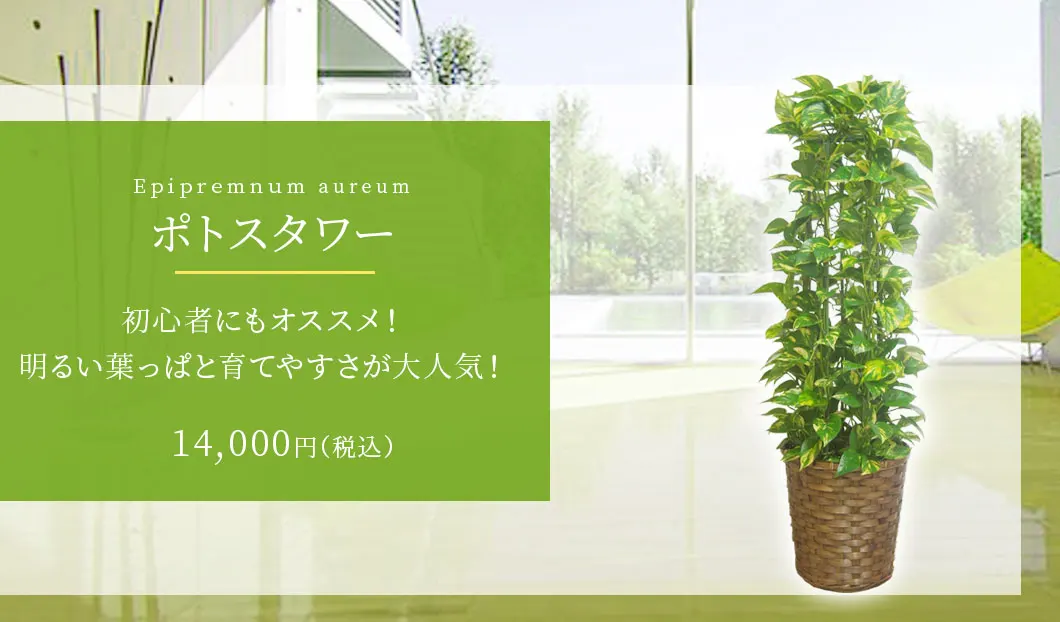 ポトスタワー 観葉植物 13,000円(税込)