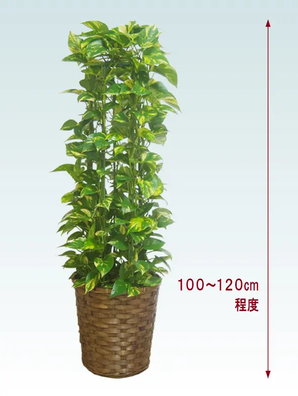 ポトスタワー拡大横から画像
