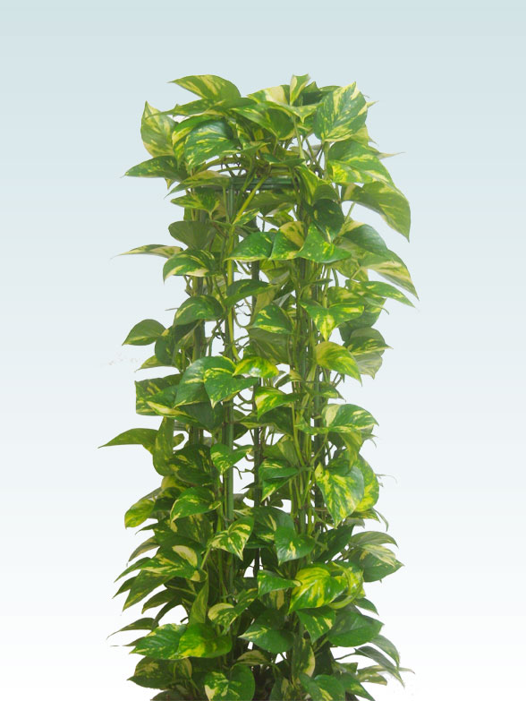 ポトスタワー 藤かご付 ダークブラウン色 ｍサイズ 観葉植物の販売 通販の観葉植物のオアシス