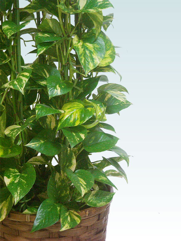 ポトスタワー 藤かご付 ダークブラウン色 mサイズ 観葉植物の販売 通販の観葉植物のオアシス ポトスタワー 藤かご付 ダークブラウン色 mサイズ 観葉植物の販売 通販の観葉植物のオアシス