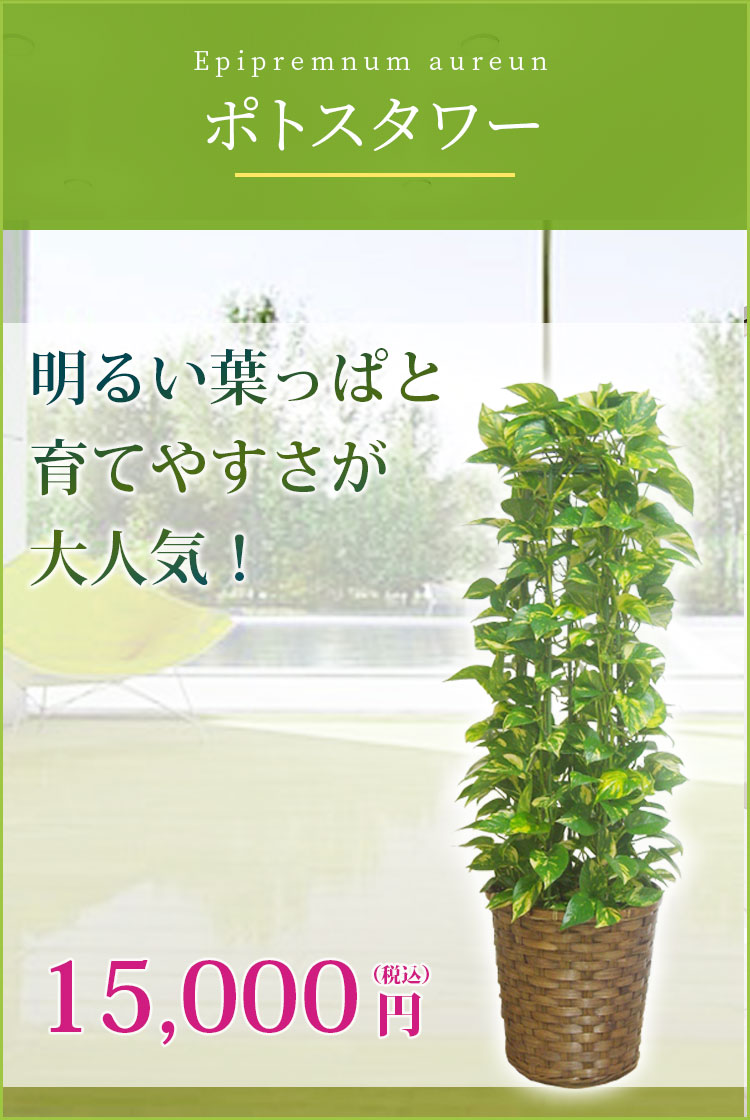 ポトスタワー 藤かご付 ダークブラウン色 ｍサイズ 観葉植物の販売 通販の観葉植物のオアシス