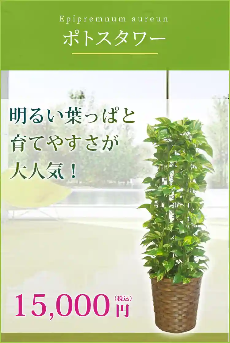 ポトスタワー 観葉植物 13,000円(税込)