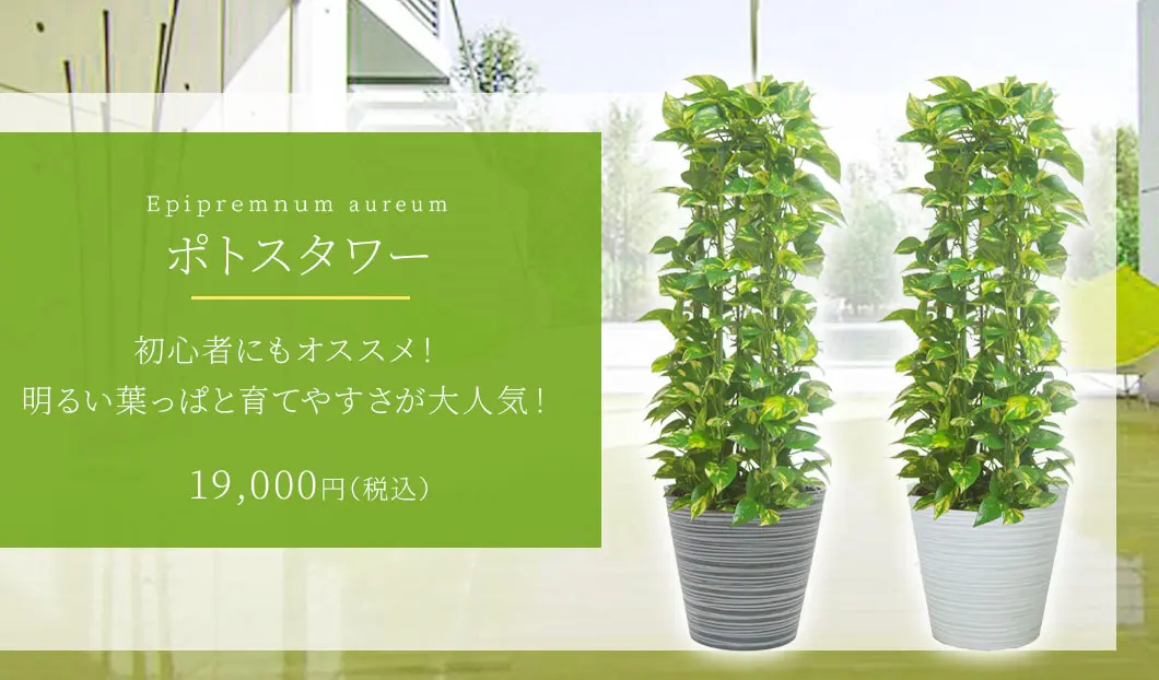 ポトスタワー 観葉植物 19,000円(税込)