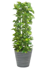 ポトスタワー全体画像