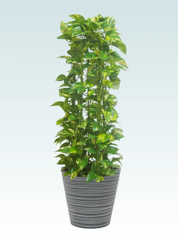 ポトスタワー拡大横から画像