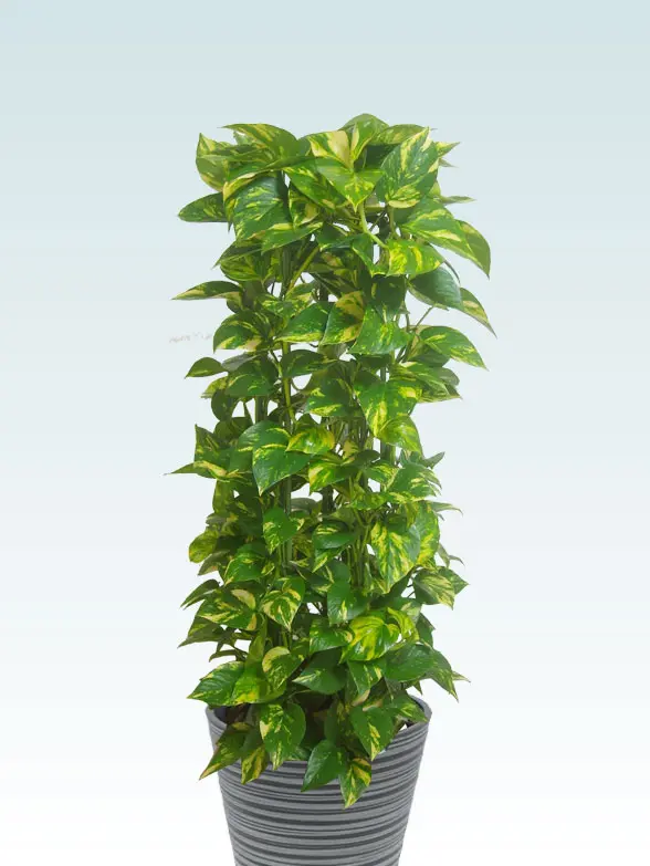 ポトスタワー葉っぱ枝も入った画像