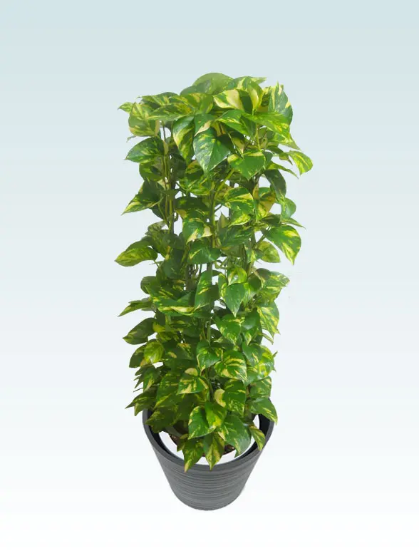 ポトスタワー葉っぱ拡大画像