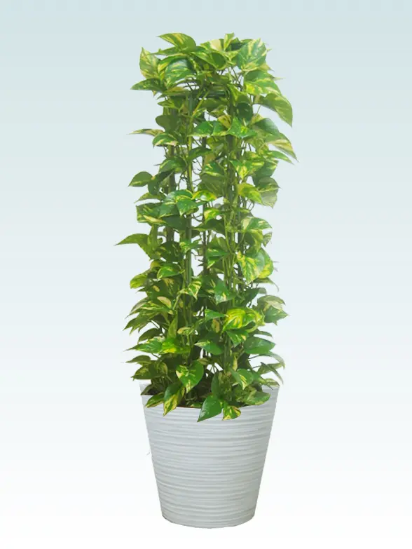 ポトスタワー葉っぱ枝も入った画像