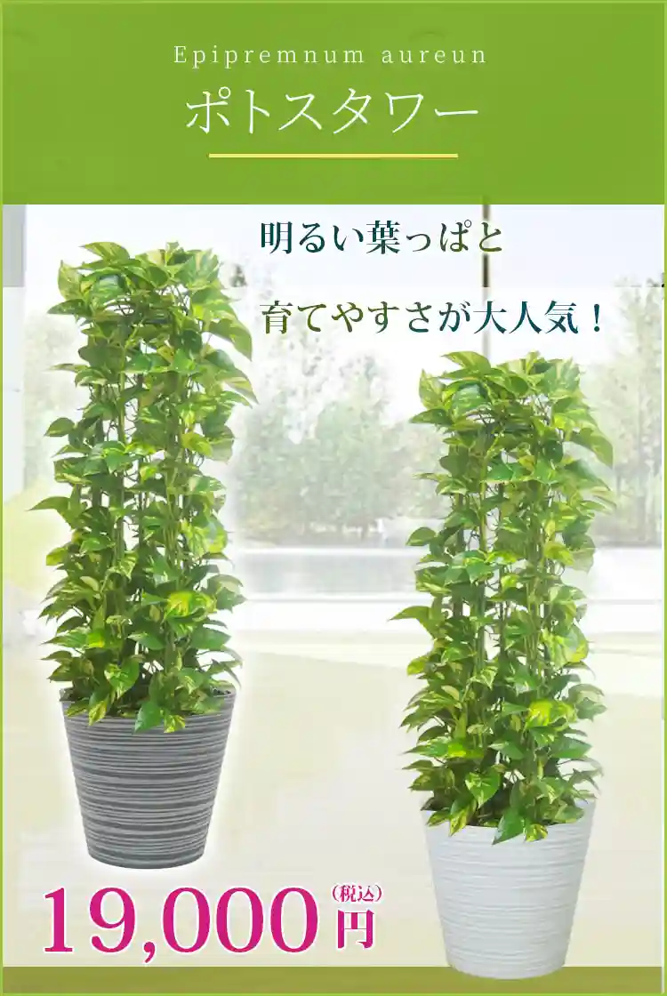 ポトスタワー 観葉植物 19,000円(税込)