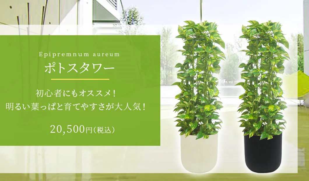 ポトスタワー 観葉植物 20,500円(税込)