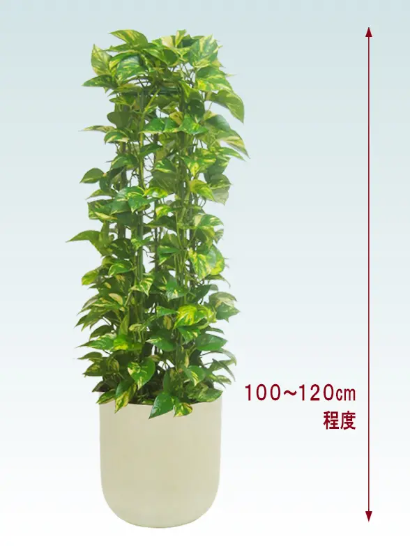 ポトスタワー拡大横から画像