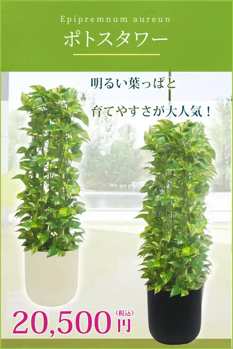 ポトスタワー 観葉植物 20,500円(税込)