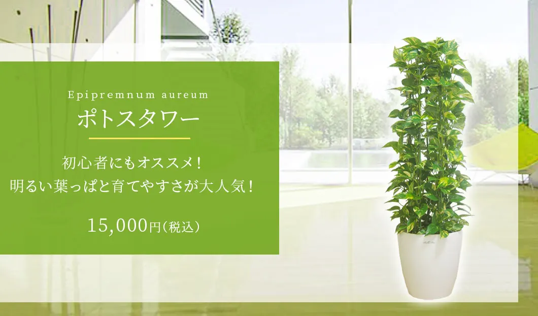 ポトスタワー 観葉植物 14,000円(税込)