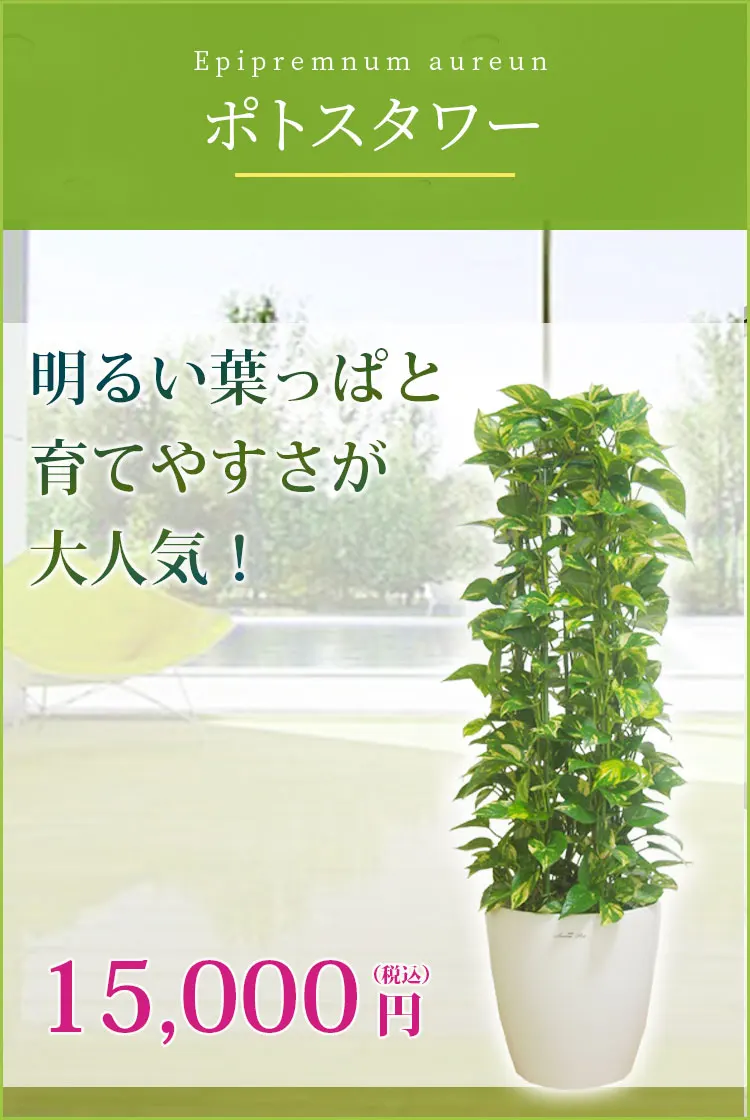 ポトスタワー(ラスターポット付) Ｍサイズ/観葉植物の販売、通販の観葉 