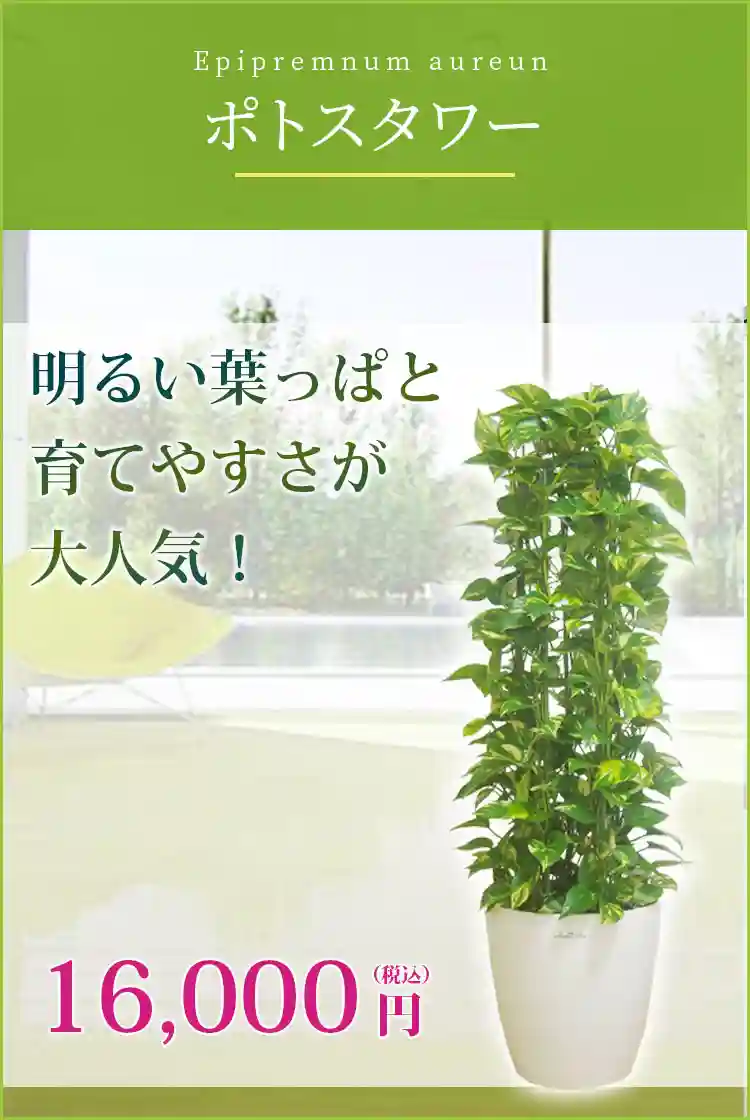 ポトスタワー 観葉植物 14,000円(税込)