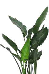 ストレリチア・レギネ葉っぱのみ画像