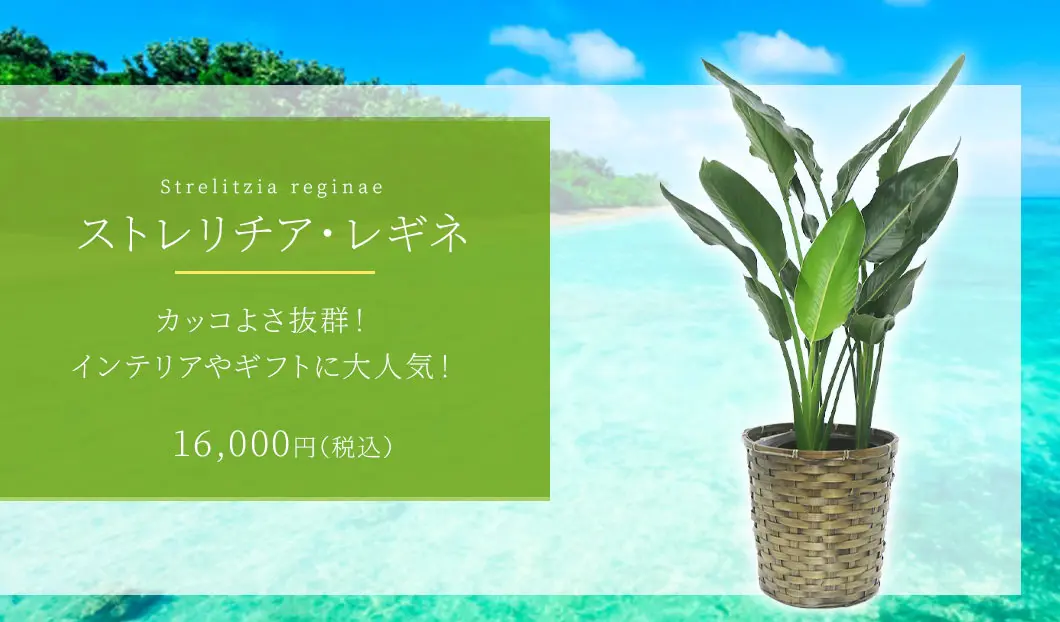 ストレリチア・レギネ 観葉植物 16,000円(税込)