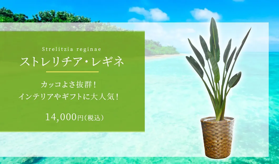 ストレリチア・レギネ 観葉植物 13,000円(税込)