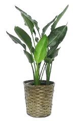 ストレリチア・レギネ全体画像