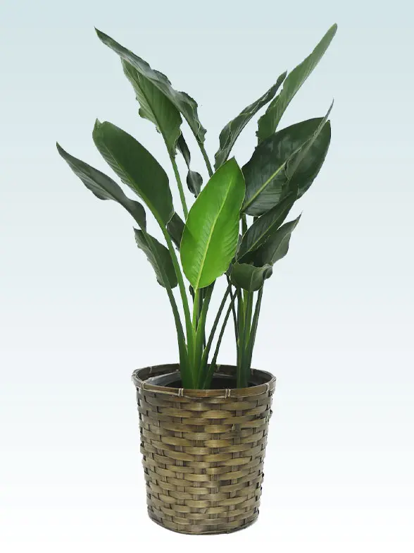 ストレリチア・レギネ拡大横から画像