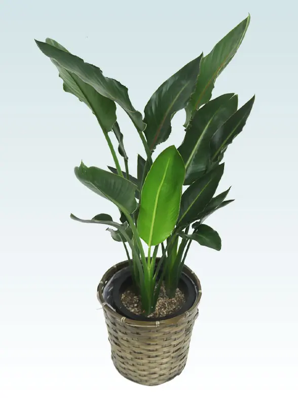 ストレリチア・レギネ拡大斜め上から画像