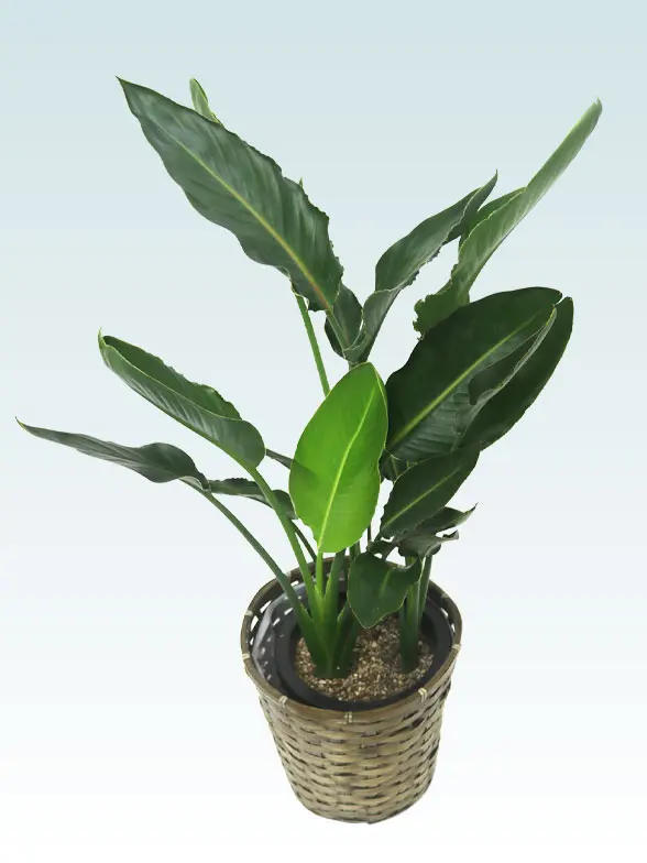 ストレリチア・レギネ葉っぱ拡大画像