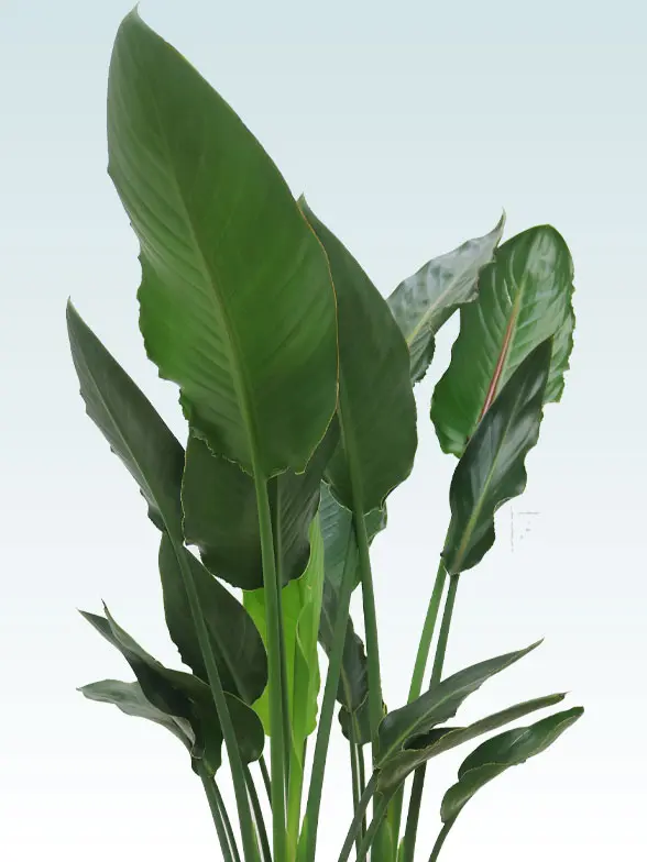 ストレリチア・レギネ斜め上から全体画像