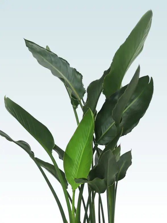 ストレリチア・レギネ(Uポット型、グラスファイバー製鉢カバー付