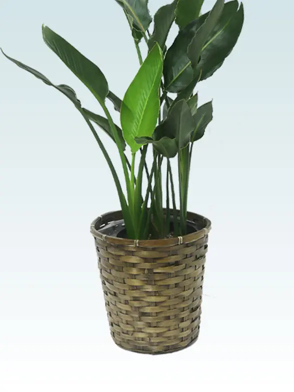 ストレリチア・レギネ籐製の鉢カバーイメージ画像